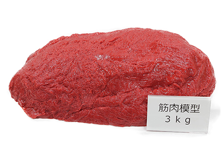 筋肉模型（3kg）